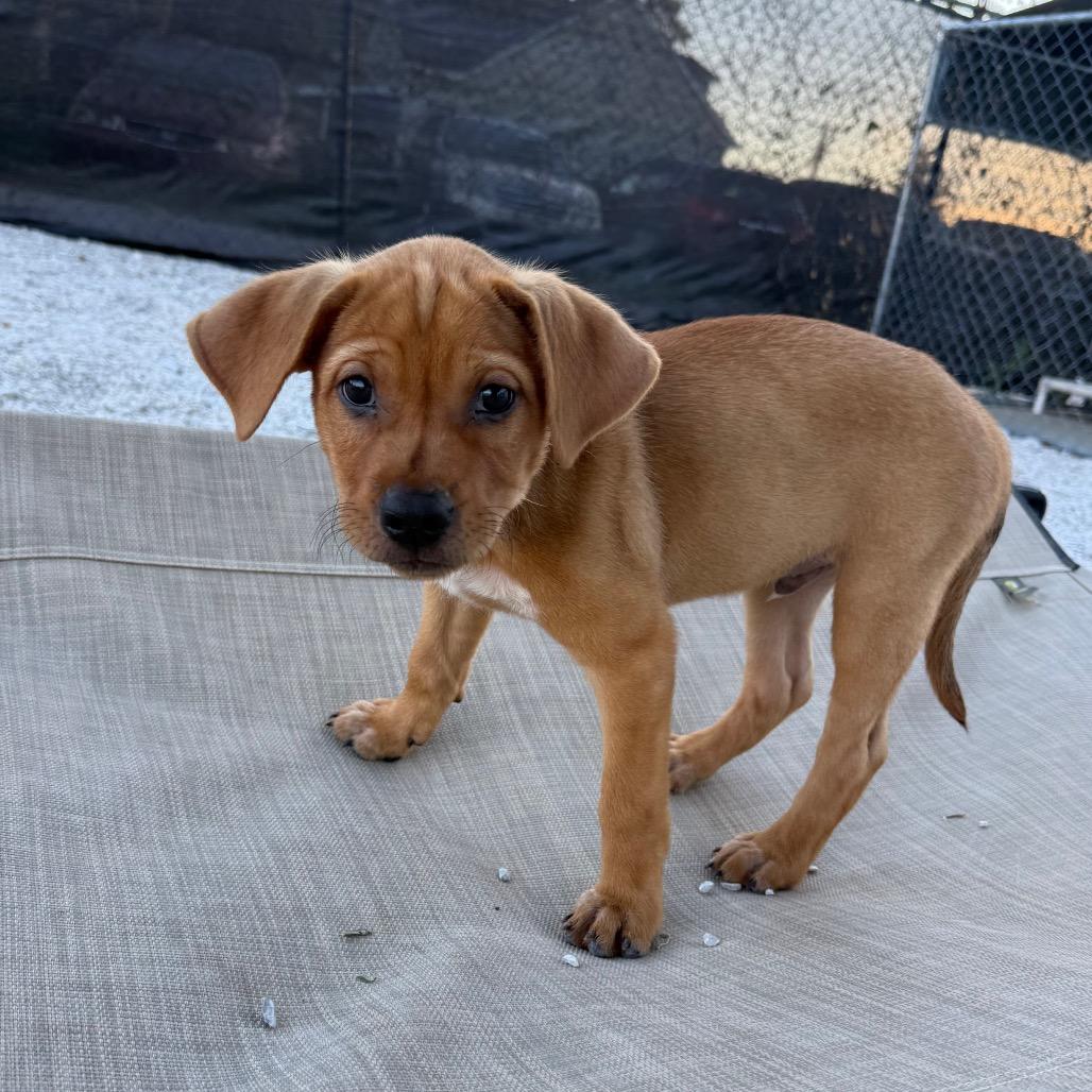 Enlarge Maroon, a Adoptable mixed breed in St. Peters, MO image 5/6