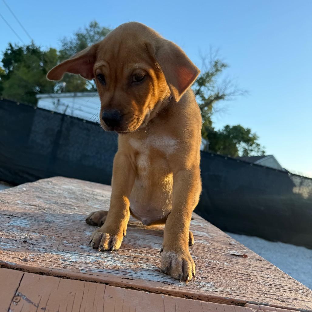 Enlarge Maroon, a Adoptable mixed breed in St. Peters, MO image 6/6