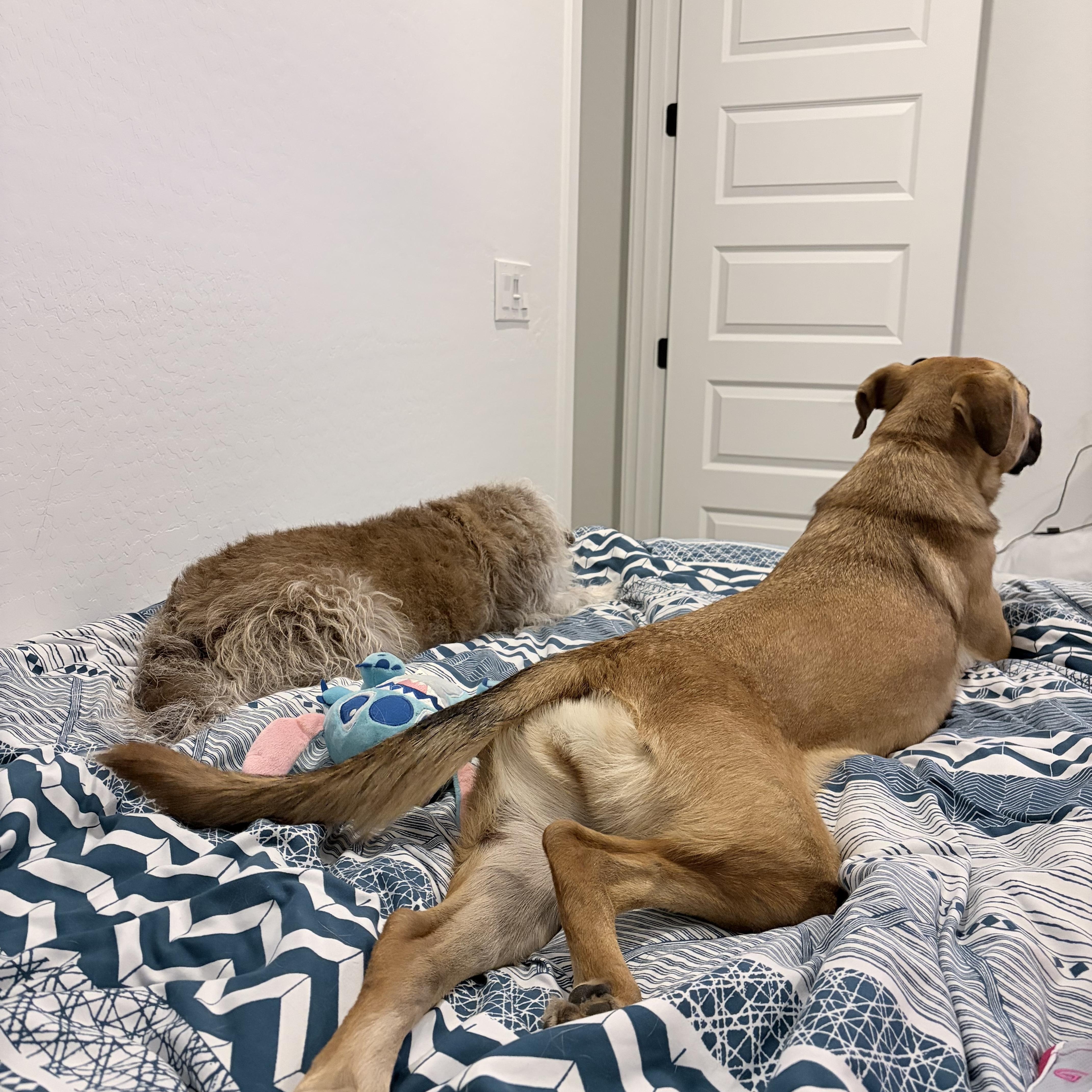 Enlarge Roxy, a ADOPTABLE mixed breed in Phoenix, AZ image 3/6