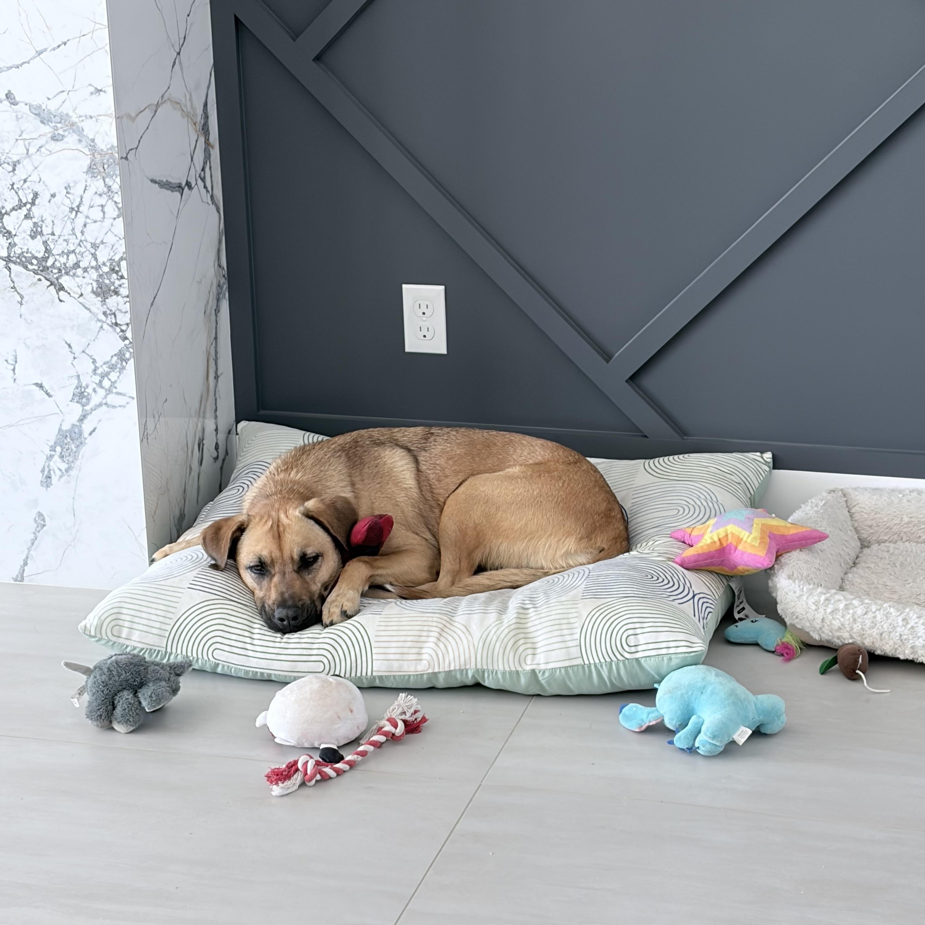 Enlarge Roxy, a ADOPTABLE mixed breed in Phoenix, AZ image 4/6