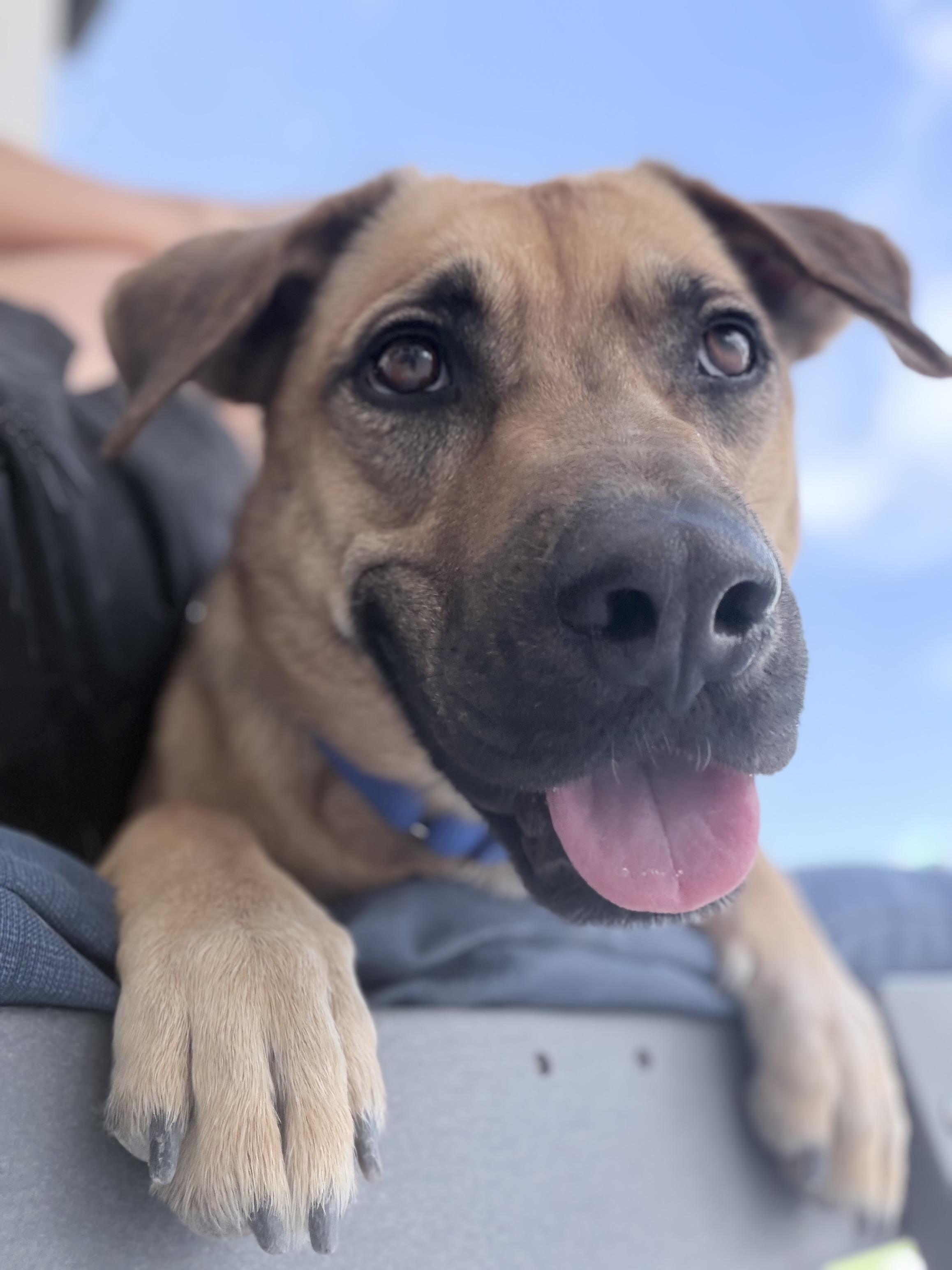 Enlarge Roxy, a ADOPTABLE mixed breed in Phoenix, AZ image 2/6