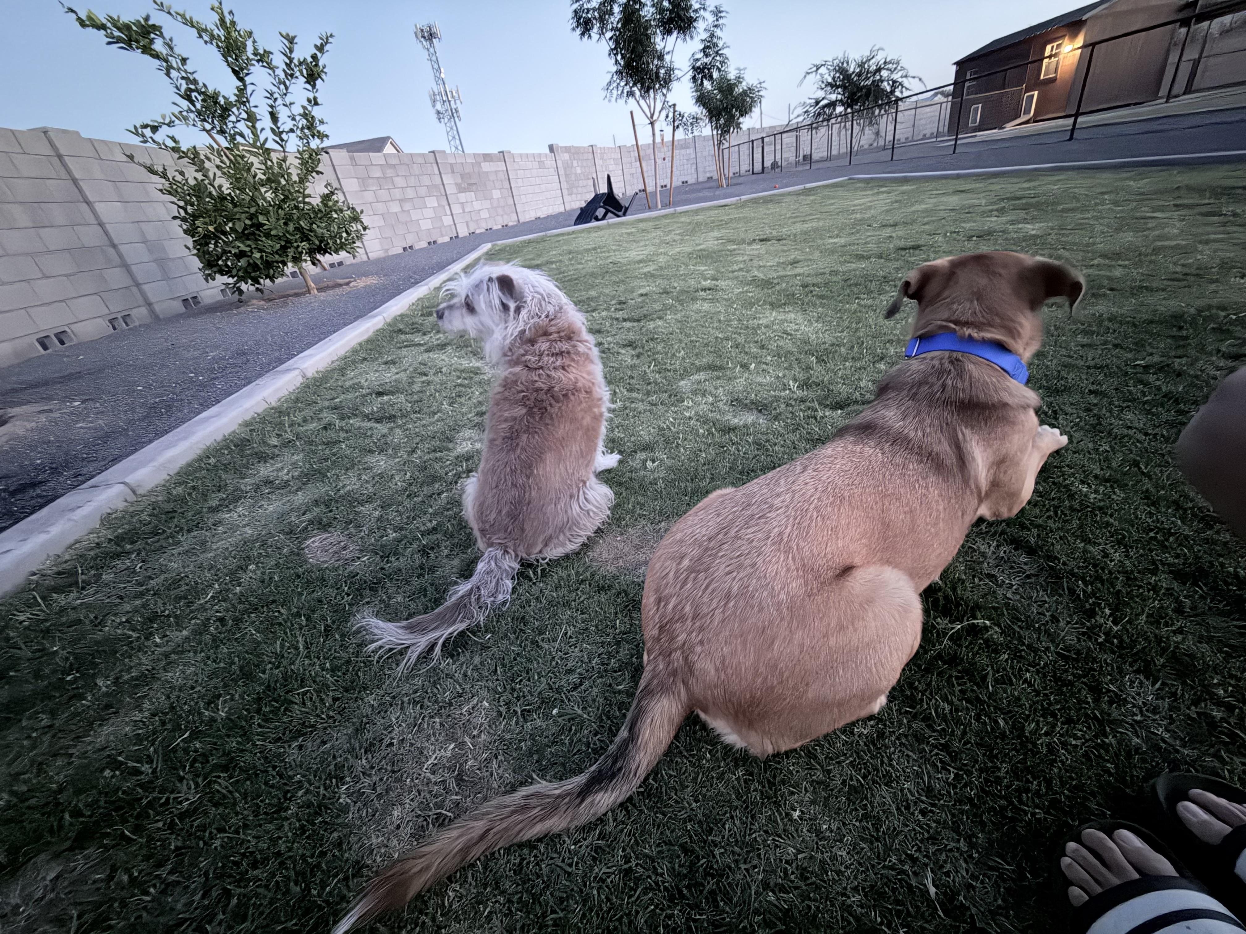 Enlarge Roxy, a ADOPTABLE mixed breed in Phoenix, AZ image 6/6
