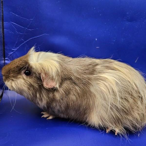 Truffles, Young Female unknown