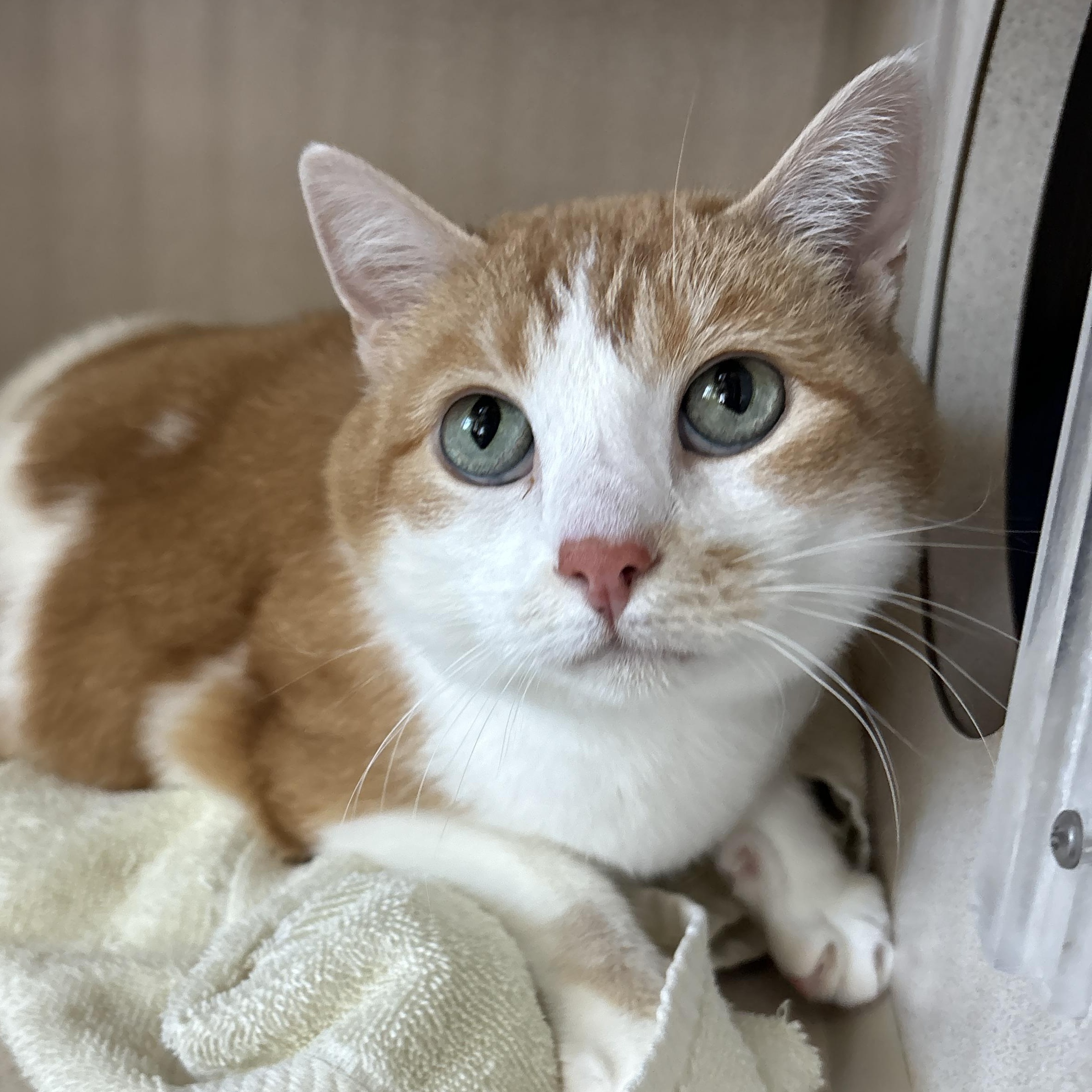 Miss K, an adoptable Domestic Short Hair in Ridgway, CO, 81432 | Photo Image 2