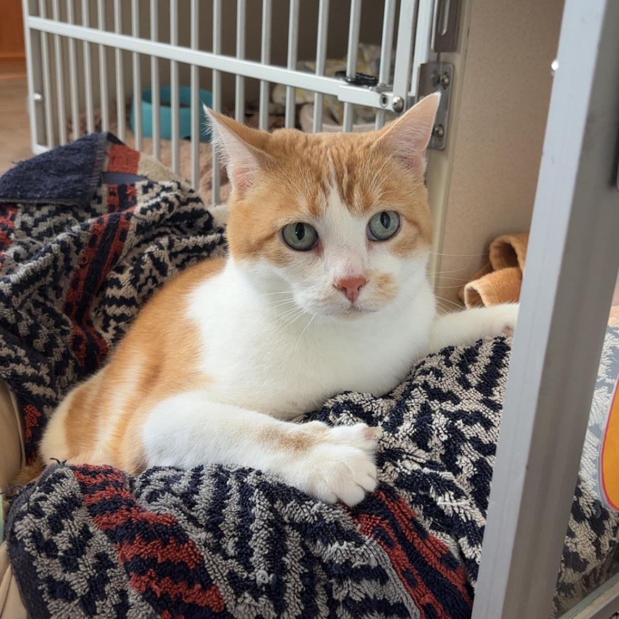 Miss K, an adoptable Domestic Short Hair in Ridgway, CO, 81432 | Photo Image 1