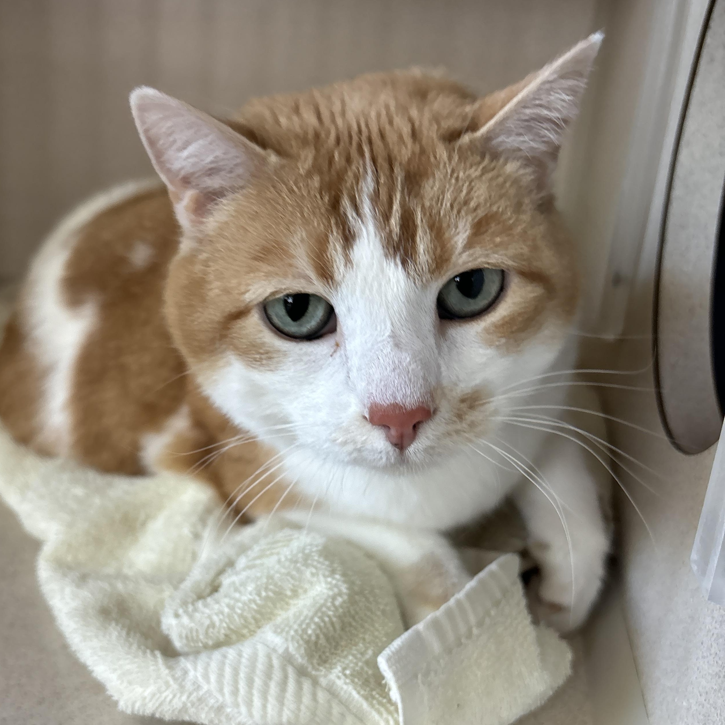 Miss K, an adoptable Domestic Short Hair in Ridgway, CO, 81432 | Photo Image 1
