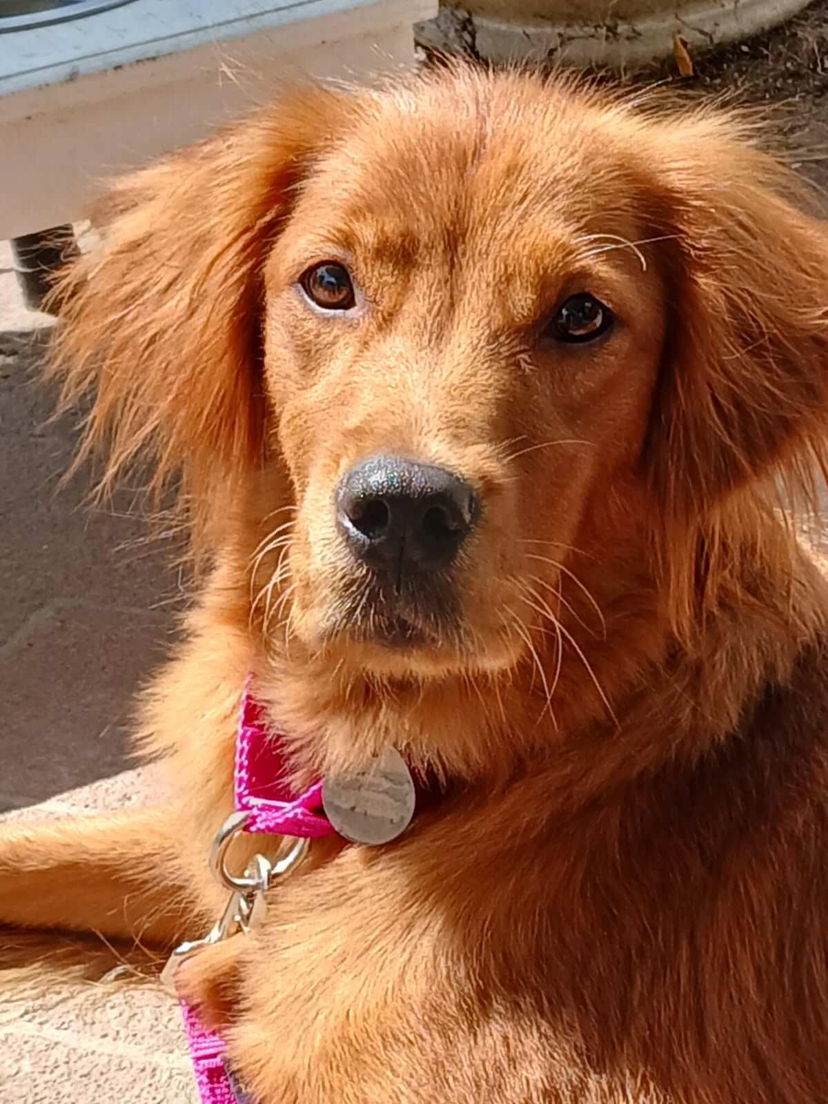 McKinzie, Adoptable, Adult Female Golden Retriever.