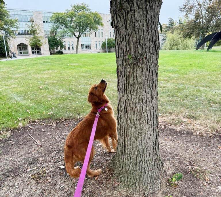 McKinzie, a Adoptable Golden Retriever in Waterville, OH image 2/2