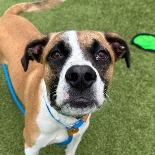 Enlarge Cash, a Adoptable Mixed Breed in Media, PA image 1/1