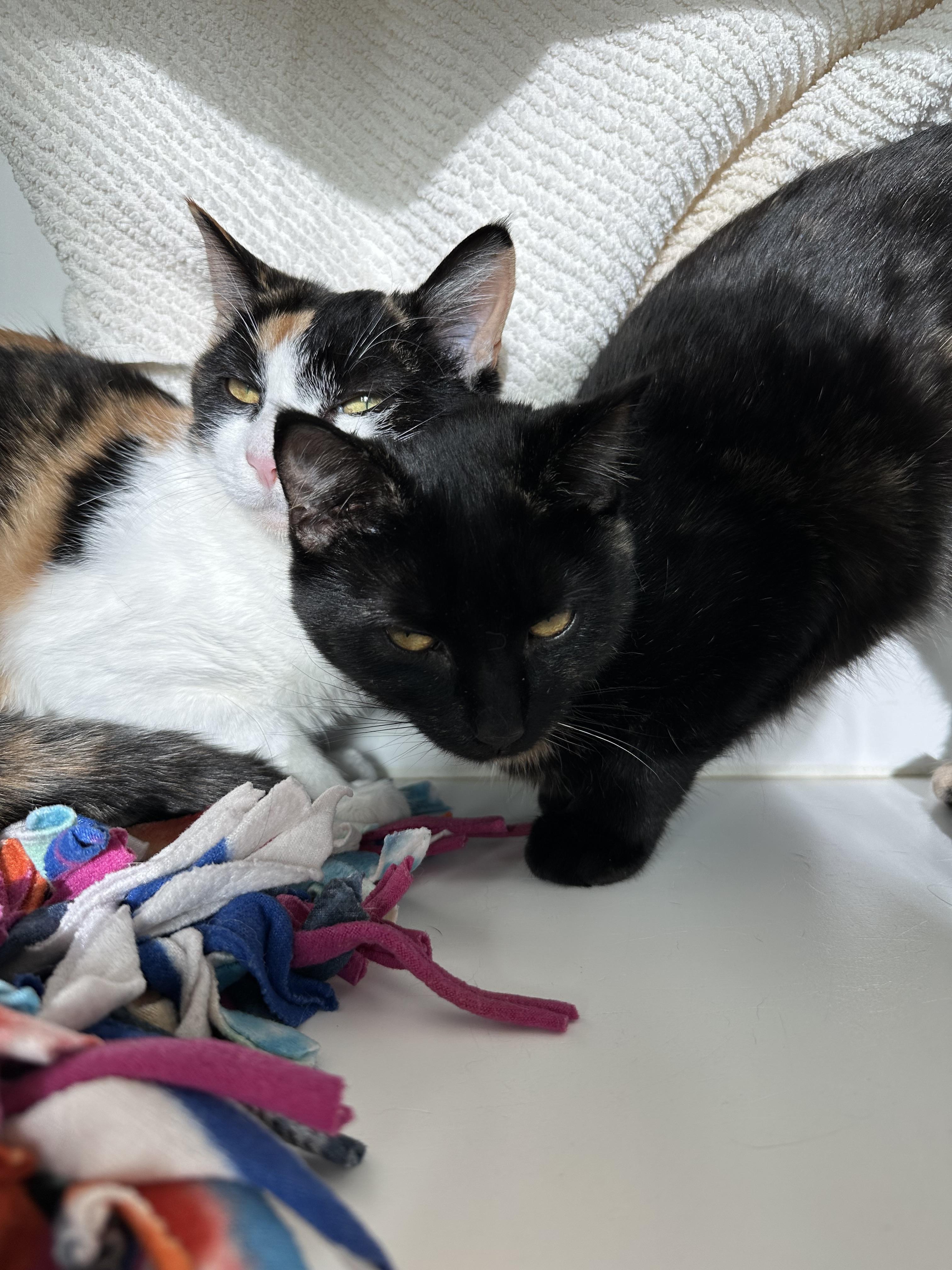 Moosh (ID 49315/3971)