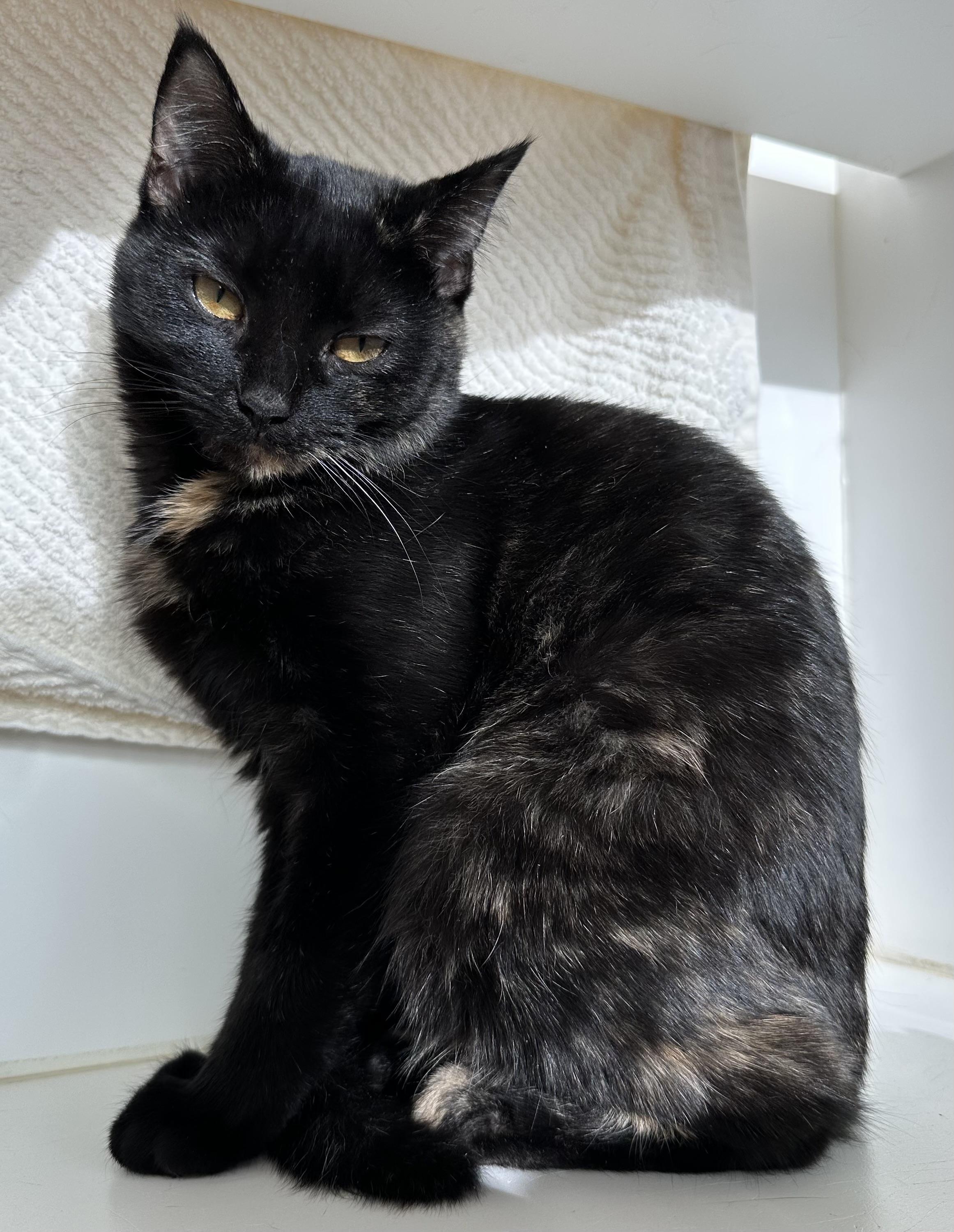 Moosh (ID 49315/3971)