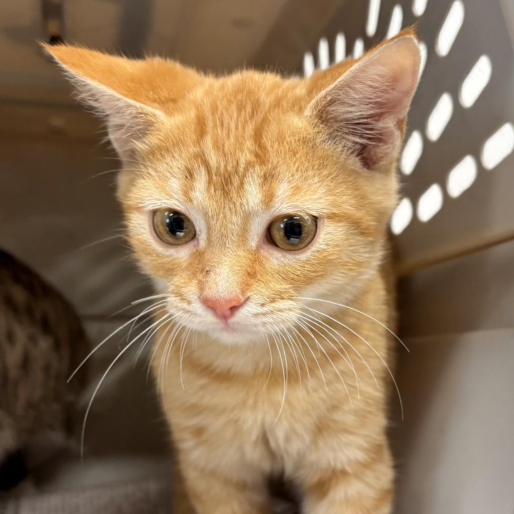 Enlarge Mac, a Adoptable mixed breed in Portland, IN image 1/1