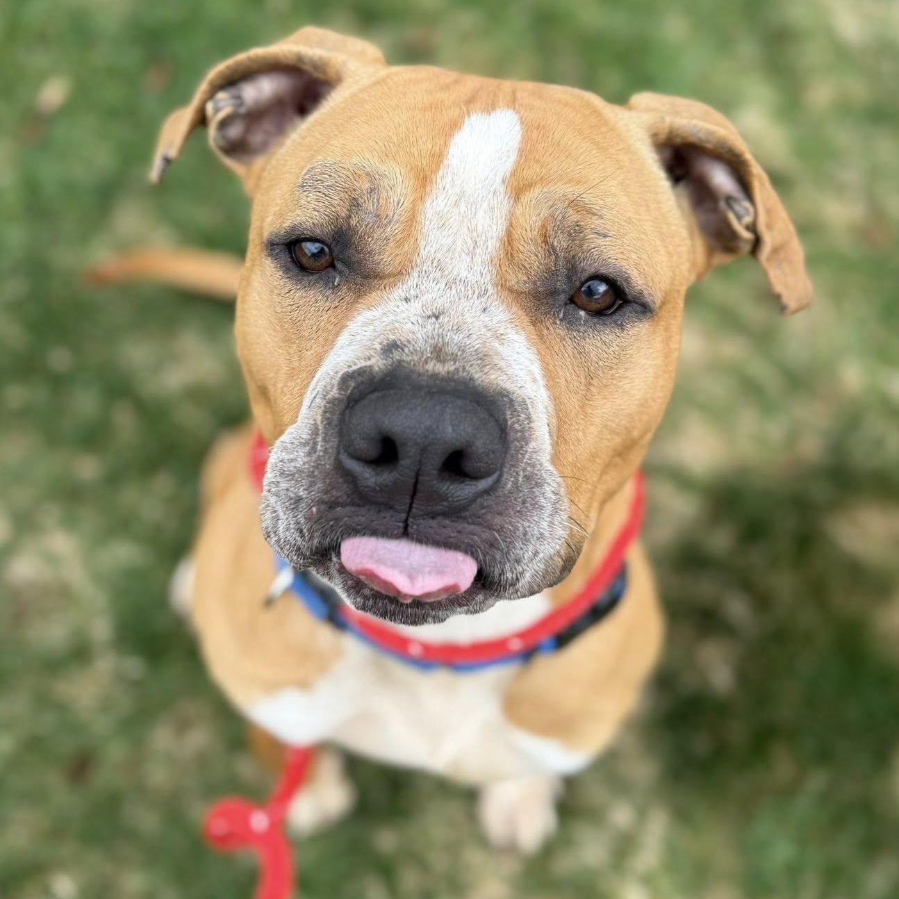 Enlarge Hawk, a ADOPTABLE Terrier in North Syracuse, NY image 2/3