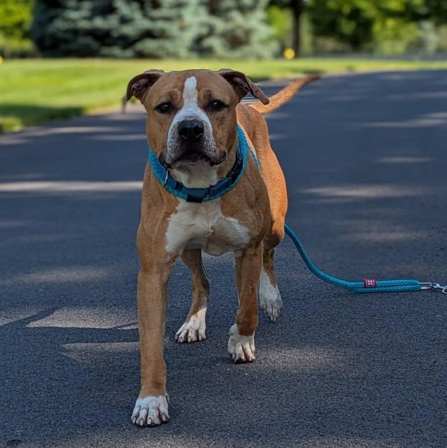 Enlarge Hawk, a ADOPTABLE Terrier in North Syracuse, NY image 5/5
