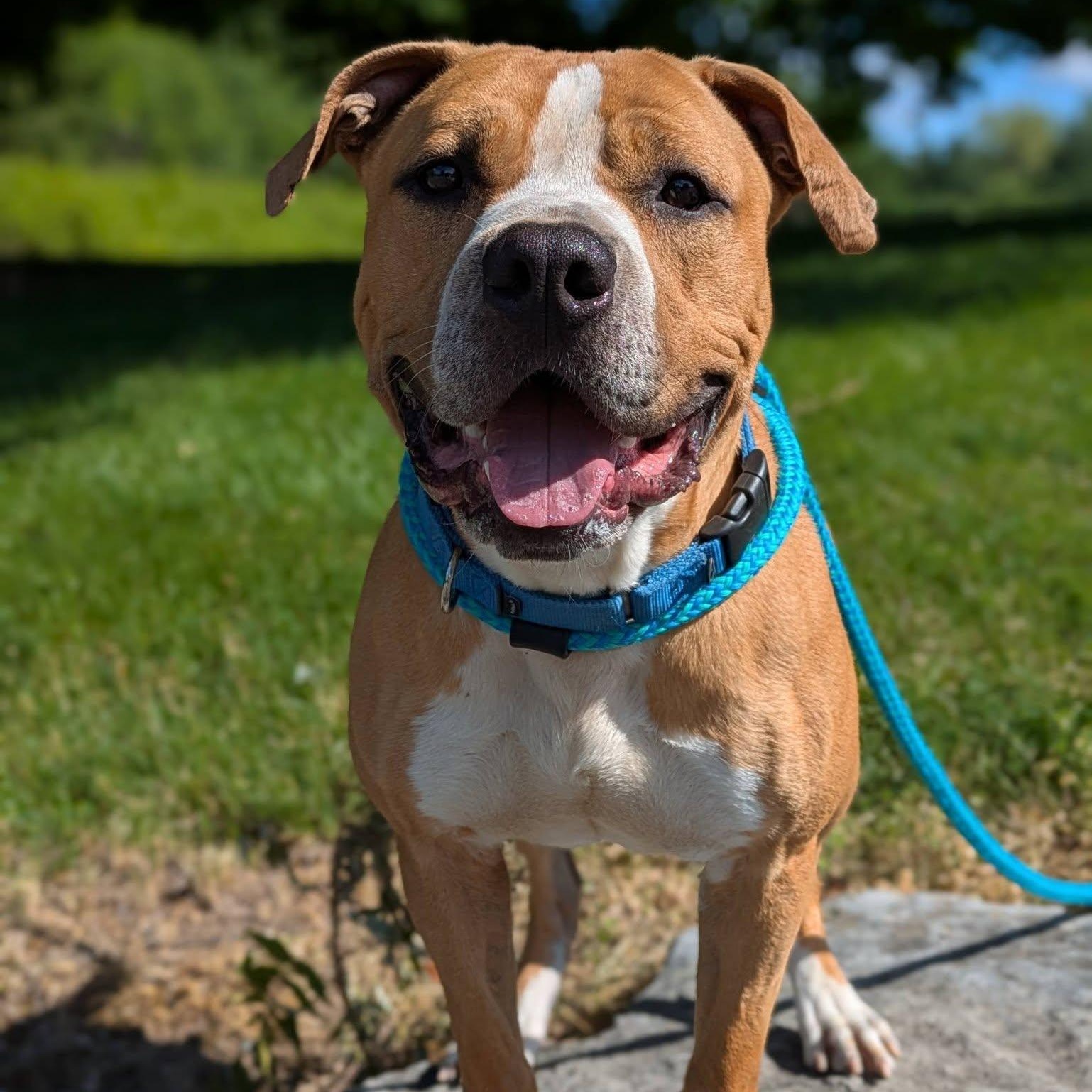 Hawk, ADOPTABLE, Young Male Terrier.