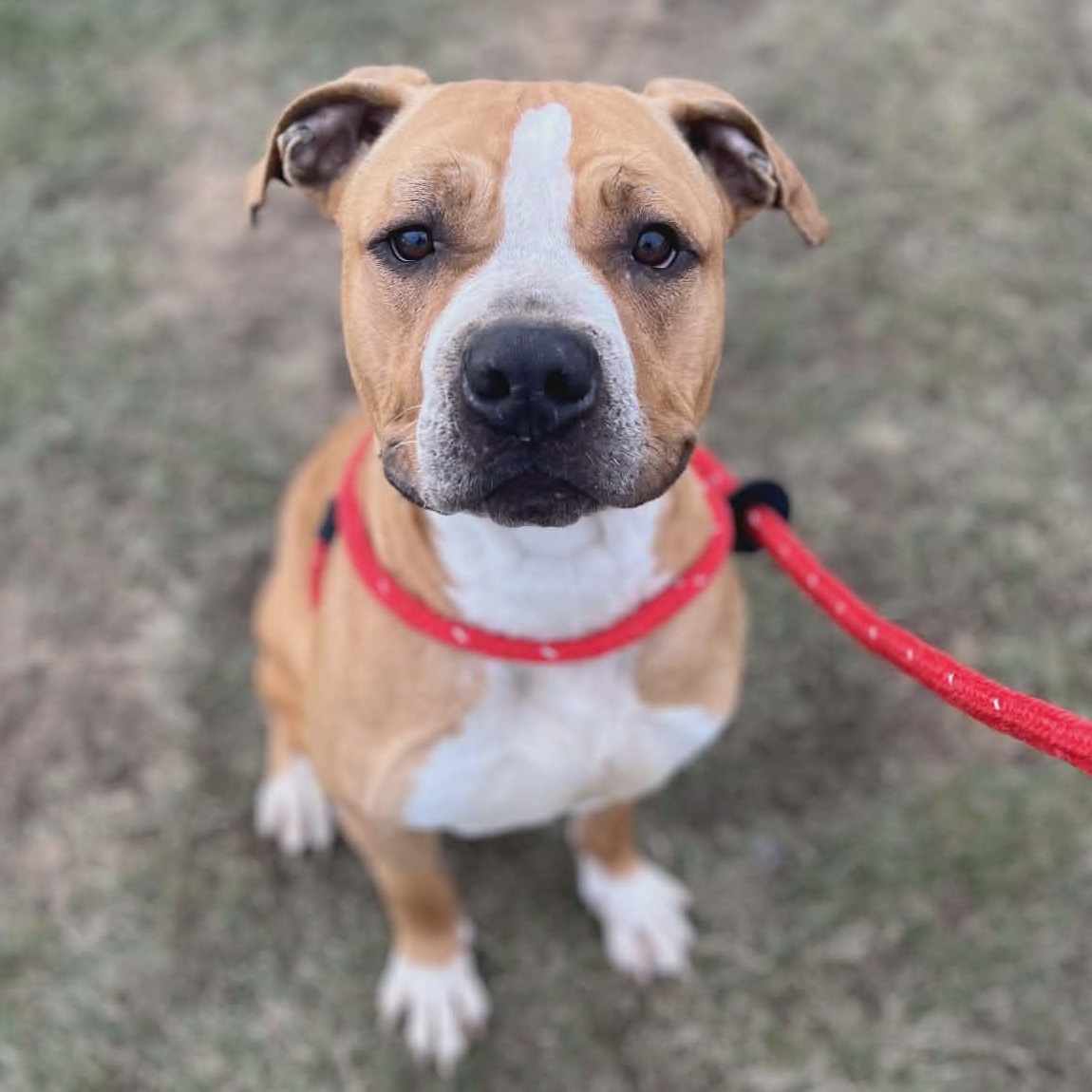 Enlarge Hawk, a ADOPTABLE Terrier in North Syracuse, NY image 3/3