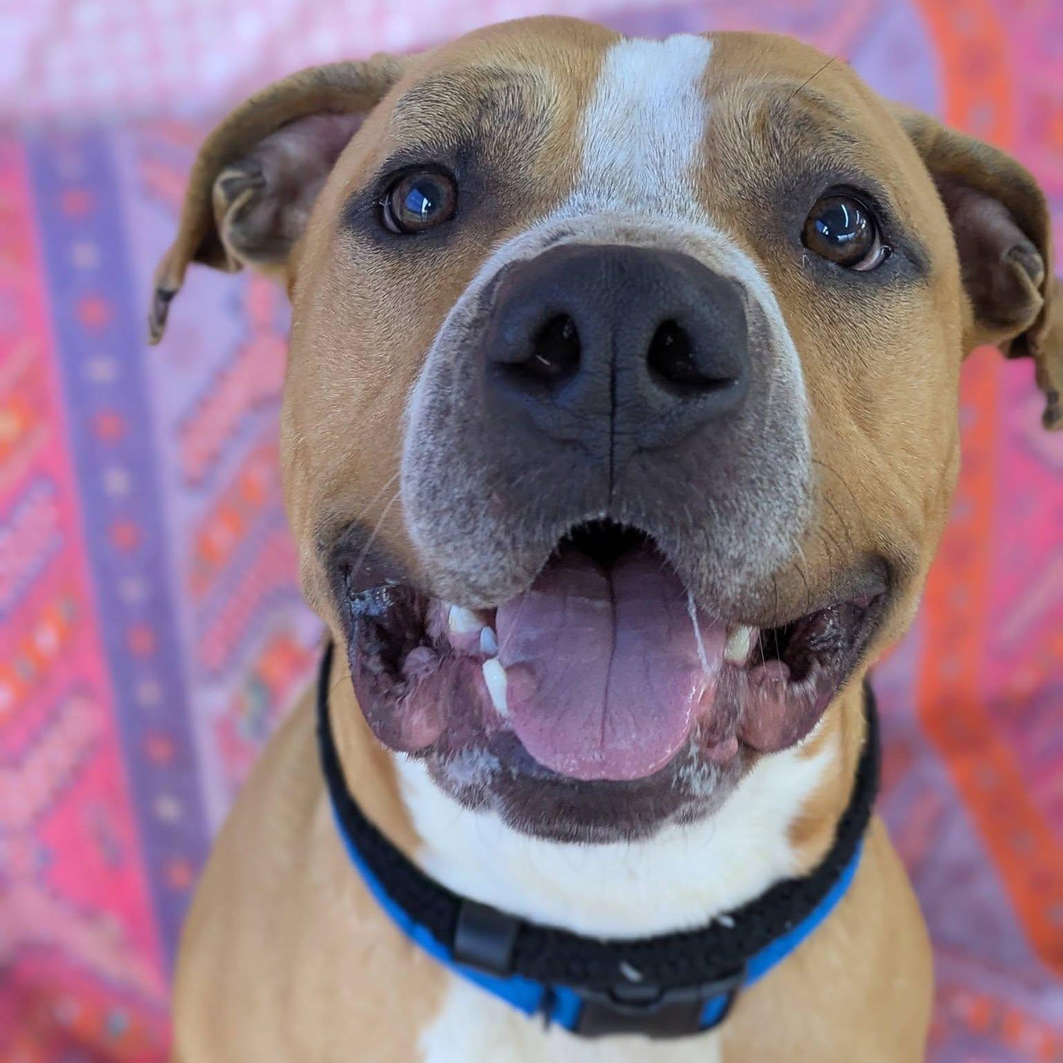Enlarge Hawk, a ADOPTABLE Terrier in North Syracuse, NY image 1/3