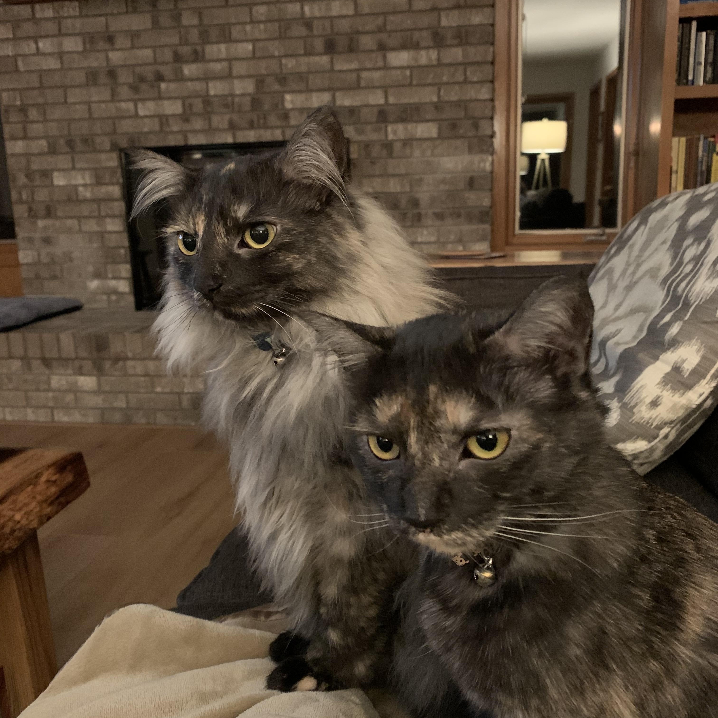 Mochi and Maki Courtesy Listed, a ADOPTABLE Domestic Medium Hair in Midland, MI image 3/4