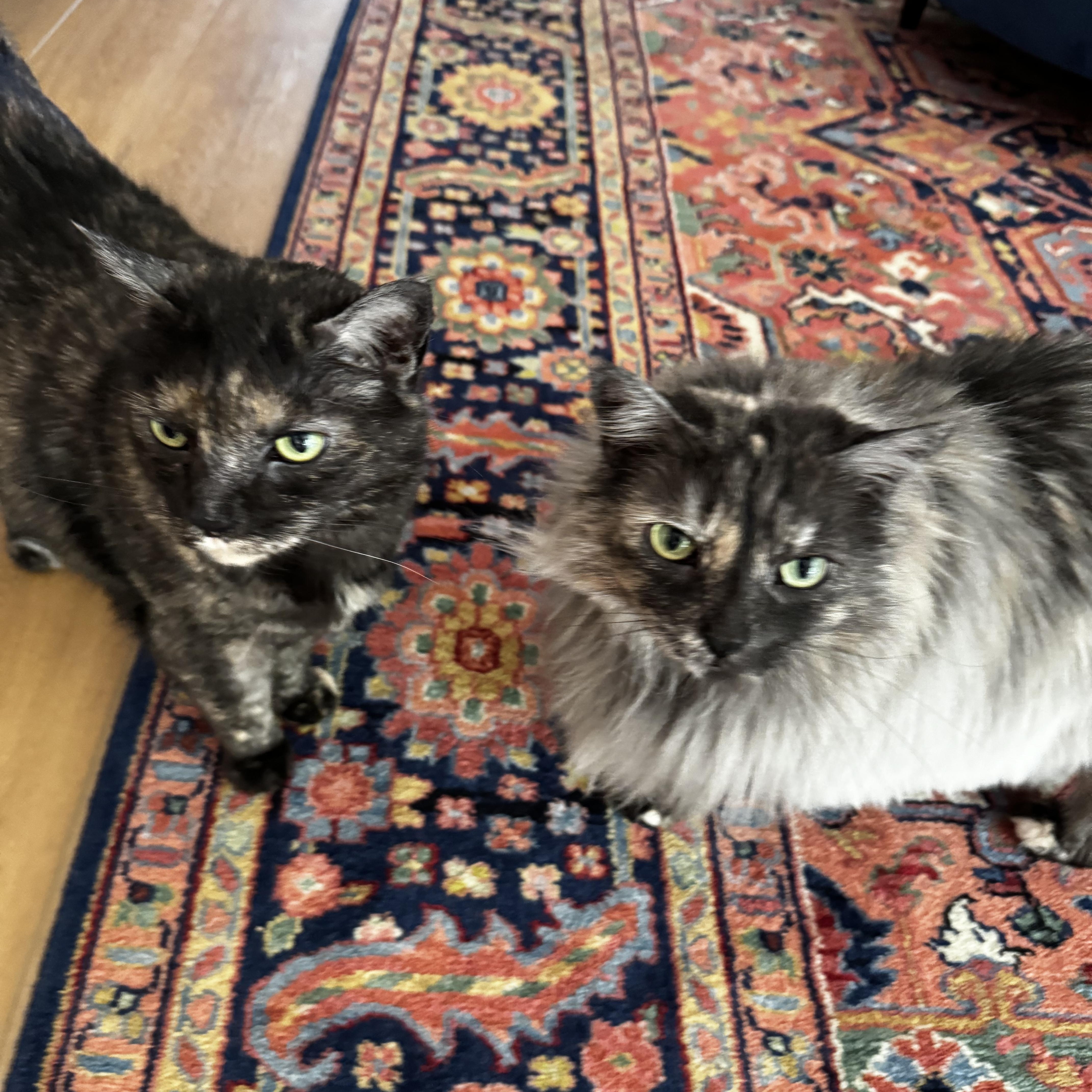 Mochi and Maki Courtesy Listed, a ADOPTABLE Domestic Medium Hair in Midland, MI image 4/4