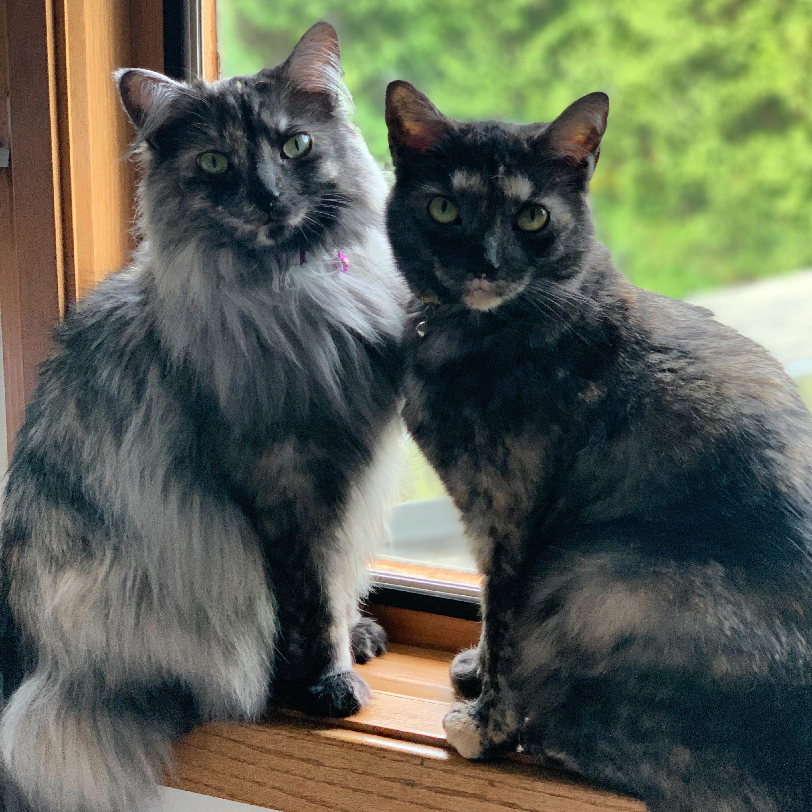 Mochi and Maki Courtesy Listed, ADOPTABLE, Adult Female Domestic Medium Hair.