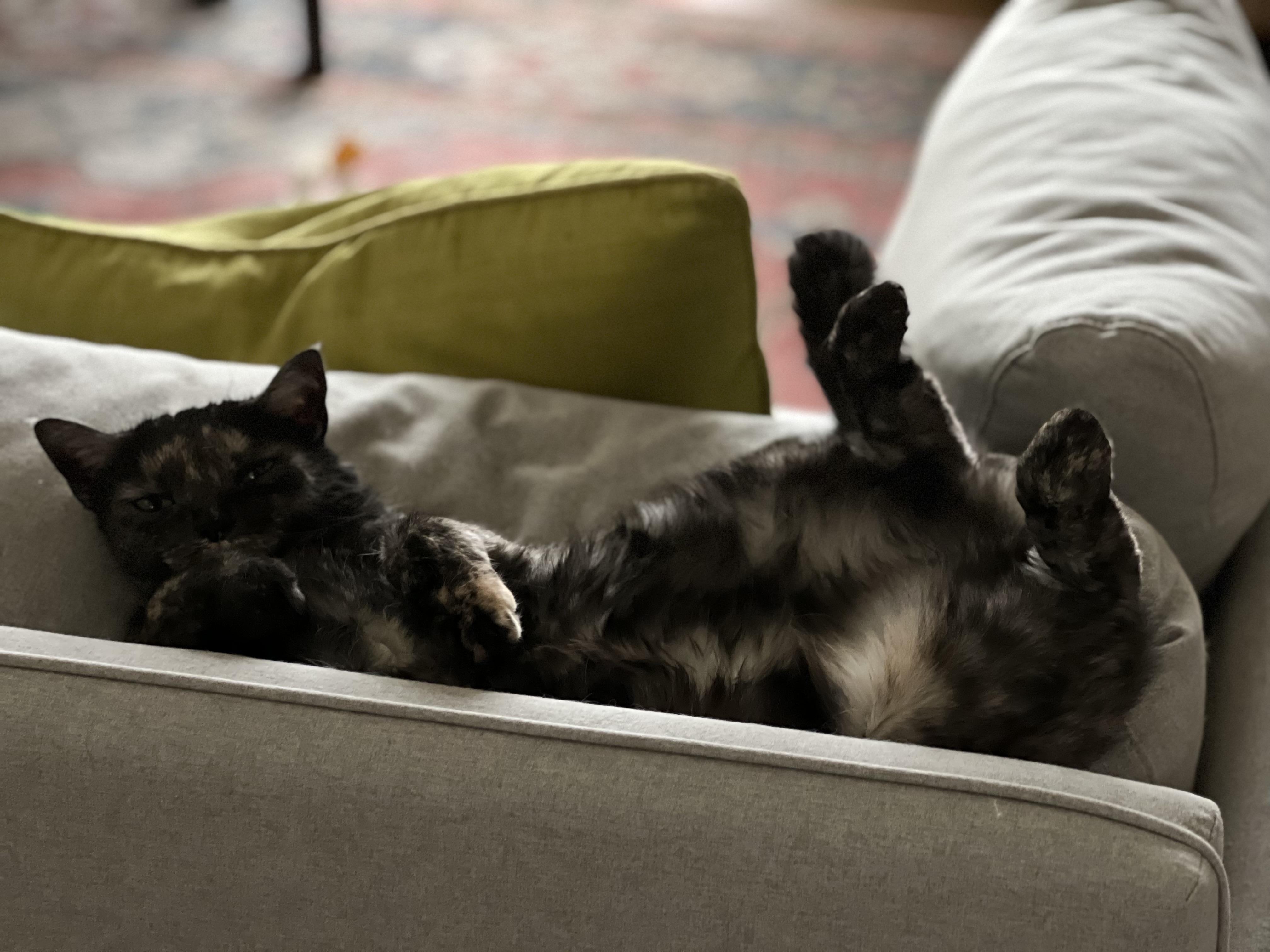 Mochi and Maki Courtesy Listed, a ADOPTABLE Domestic Medium Hair in Midland, MI image 2/4