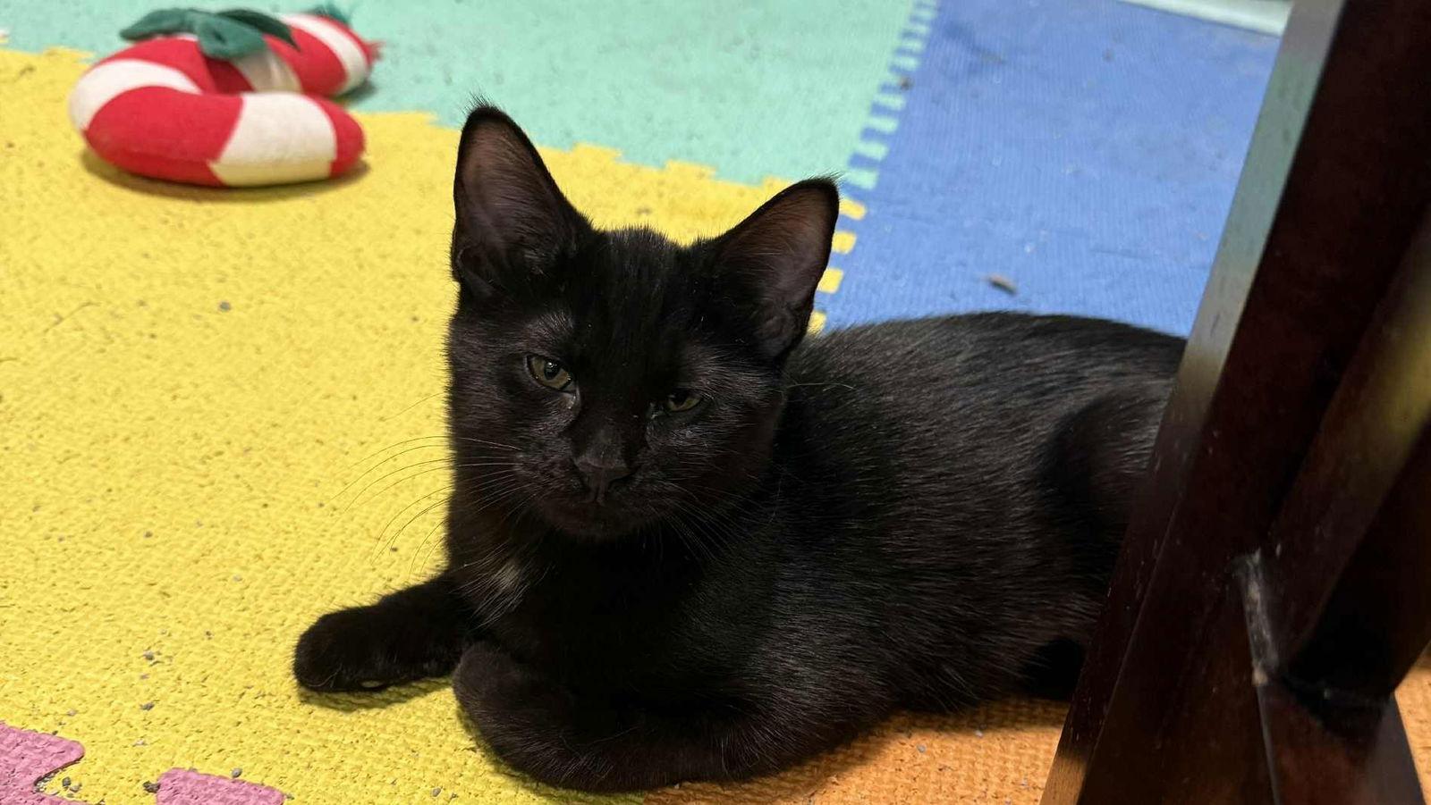 Enlarge Pennelope, a Adoptable Domestic Short Hair in Forest Lake, MN image 1/1