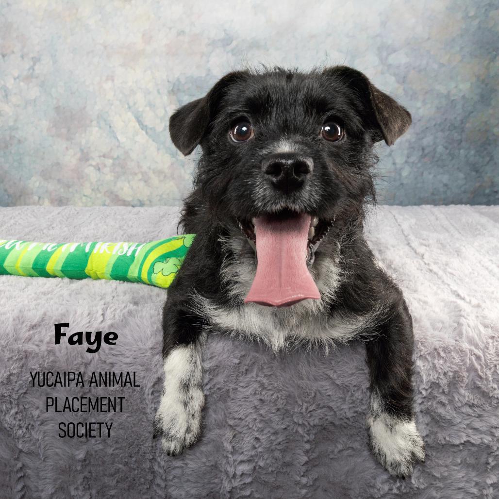 Faye, Adoptable, Young Female Terrier & Yorkshire Terrier.