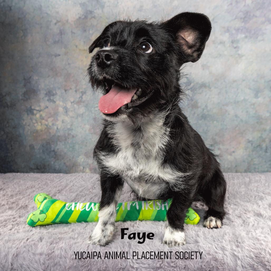 Enlarge Faye, a Adoptable mixed breed in Yucaipa, CA image 2/3