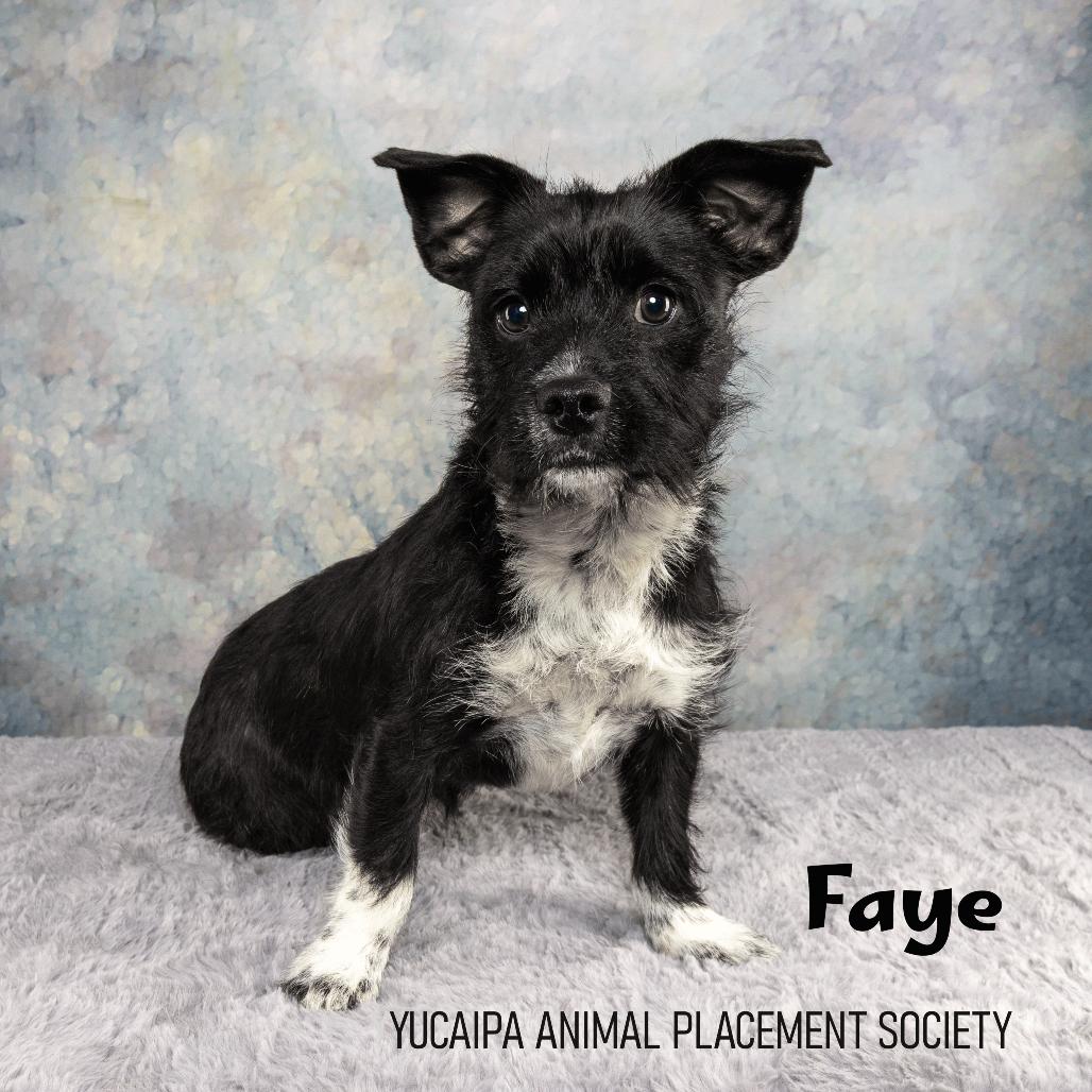 Enlarge Faye, a Adoptable mixed breed in Yucaipa, CA image 3/3