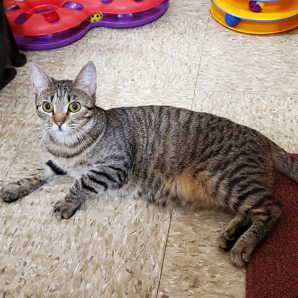 Hope 4, Adoptable, Young Female Domestic Short Hair.