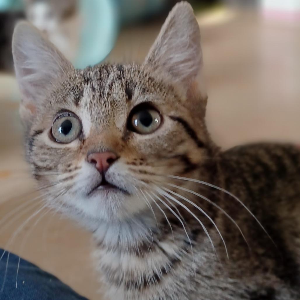 Hope 4, Adoptable, Young Female Domestic Short Hair.