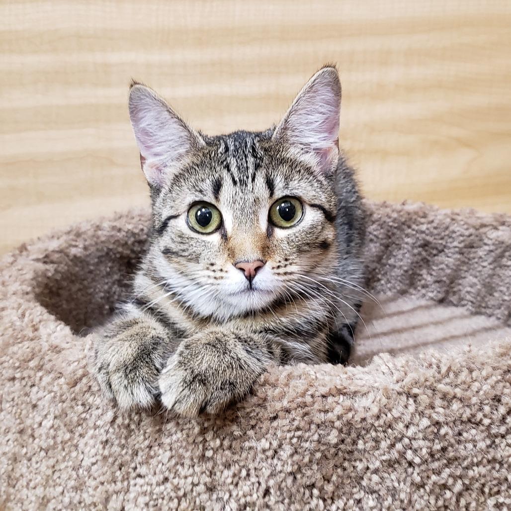 Enlarge Hope 4, a Adoptable Domestic Short Hair in Bulverde, TX image 2/5