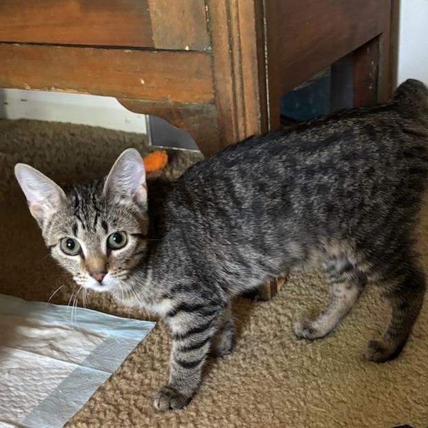 Enlarge Hope 4, a Adoptable Domestic Short Hair in Bulverde, TX image 3/5