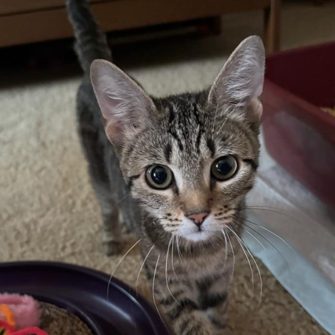 Enlarge Hope 4, a Adoptable Domestic Short Hair in Bulverde, TX image 4/5