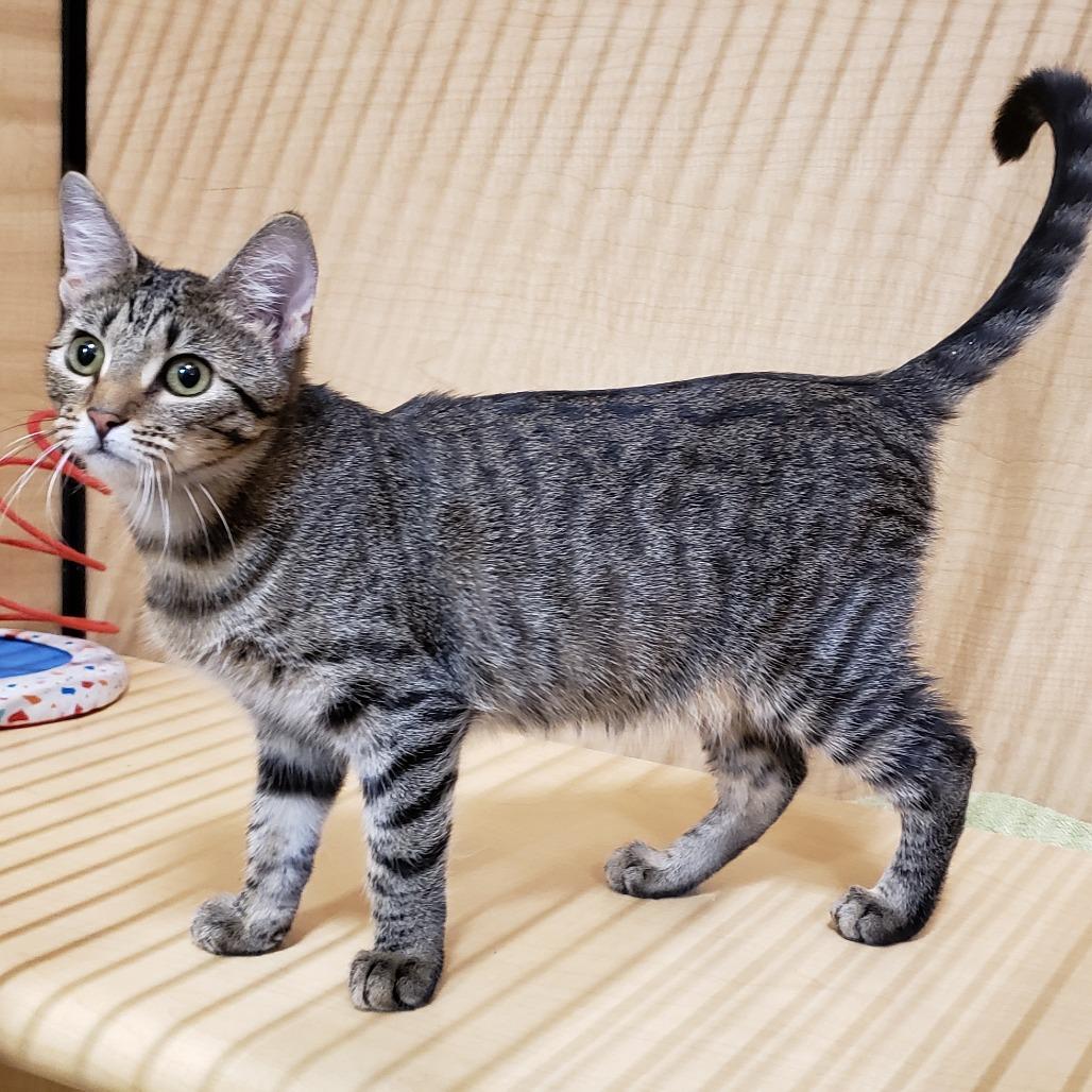 Enlarge Hope 4, a Adoptable Domestic Short Hair in Bulverde, TX image 5/5