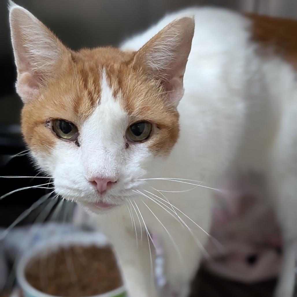 Walter, Adoptable, Adult Male Domestic Short Hair.