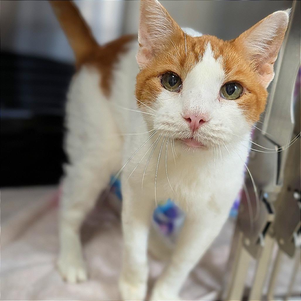 Enlarge Walter, a Adoptable Domestic Short Hair in Buchanan Dam, TX image 3/3