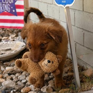 Enlarge FINN, a ADOPTABLE mixed breed in Quitman, TX image 1/3