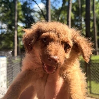 Enlarge FINN, a ADOPTABLE mixed breed in Quitman, TX image 3/3
