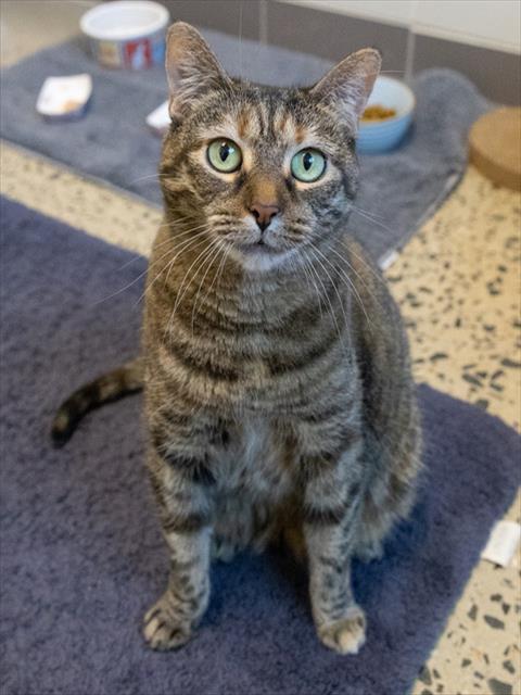 Enlarge BOBBI, a Adoptable Domestic Short Hair in Leesburg, VA image 1/1