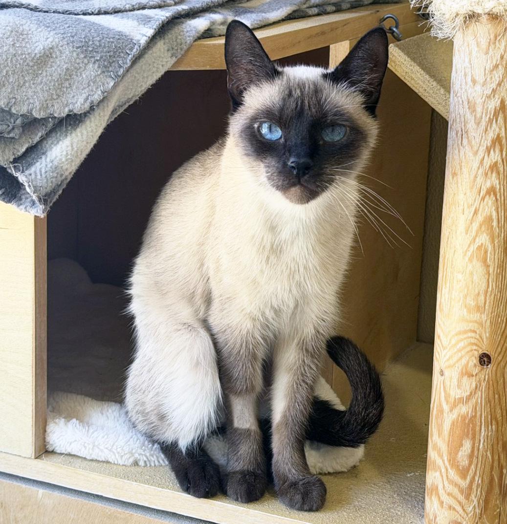 Enlarge SISI - MY ADOPTION FEE IS HALF PRICE IN JUNE, an adoptable Siamese in San Clemente, CA image 1/3