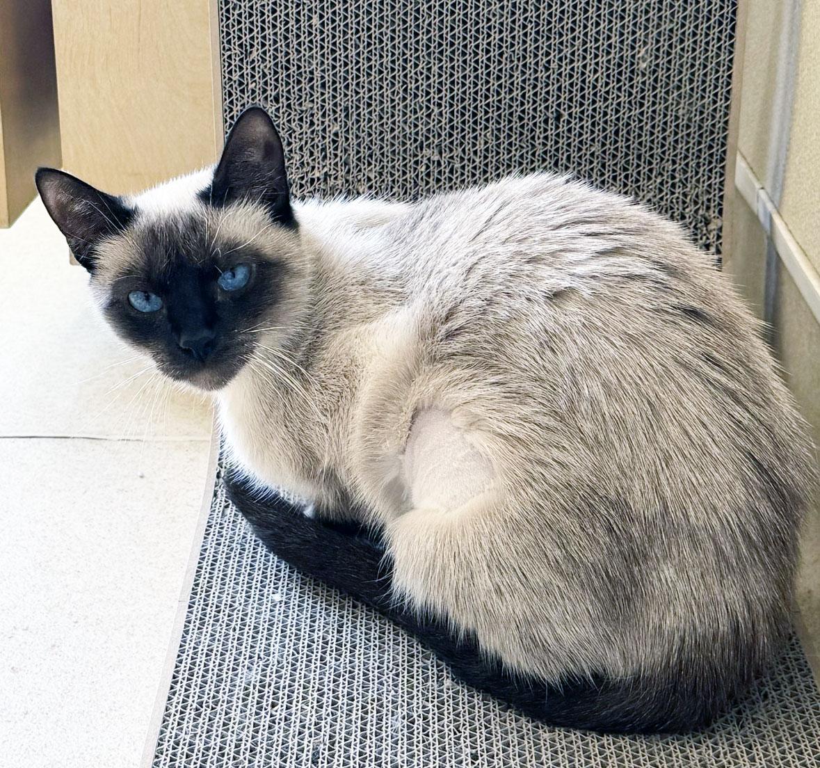 Enlarge SISI - MY ADOPTION FEE IS HALF PRICE IN JUNE, an adoptable Siamese in San Clemente, CA image 3/3
