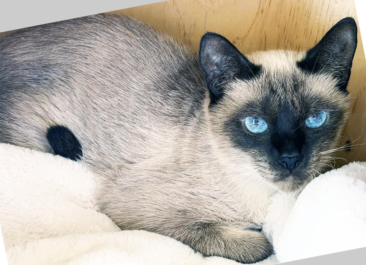 Enlarge SISI - MY ADOPTION FEE IS HALF PRICE IN JUNE, an adoptable Siamese in San Clemente, CA image 2/3