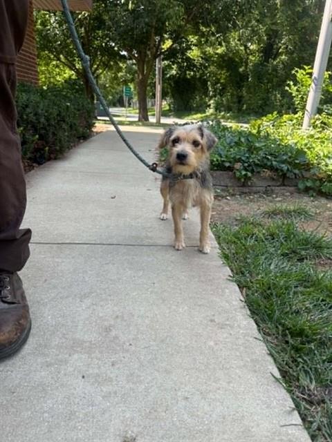 AGNES, Adoptable, Young Female Terrier & Mixed Breed.