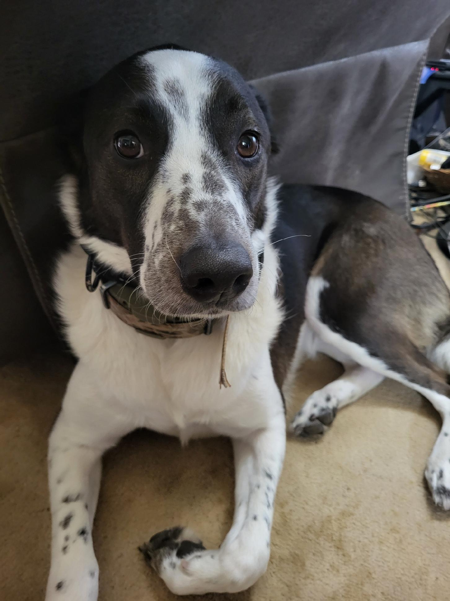 Freddy, a Adopted mixed breed in Armada, MI image 1/3