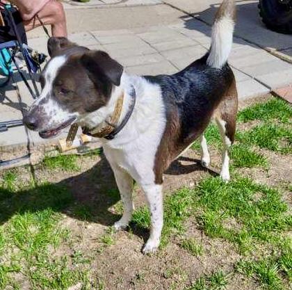 Freddy, Adopted, Adult Male Border Collie & Australian Cattle Dog / Blue Heeler.