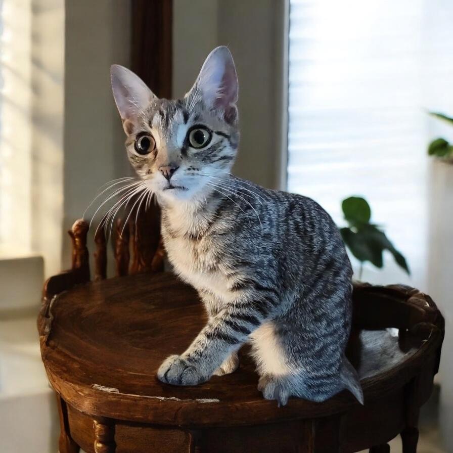 Nelly, Baby Female Domestic Short Hair
