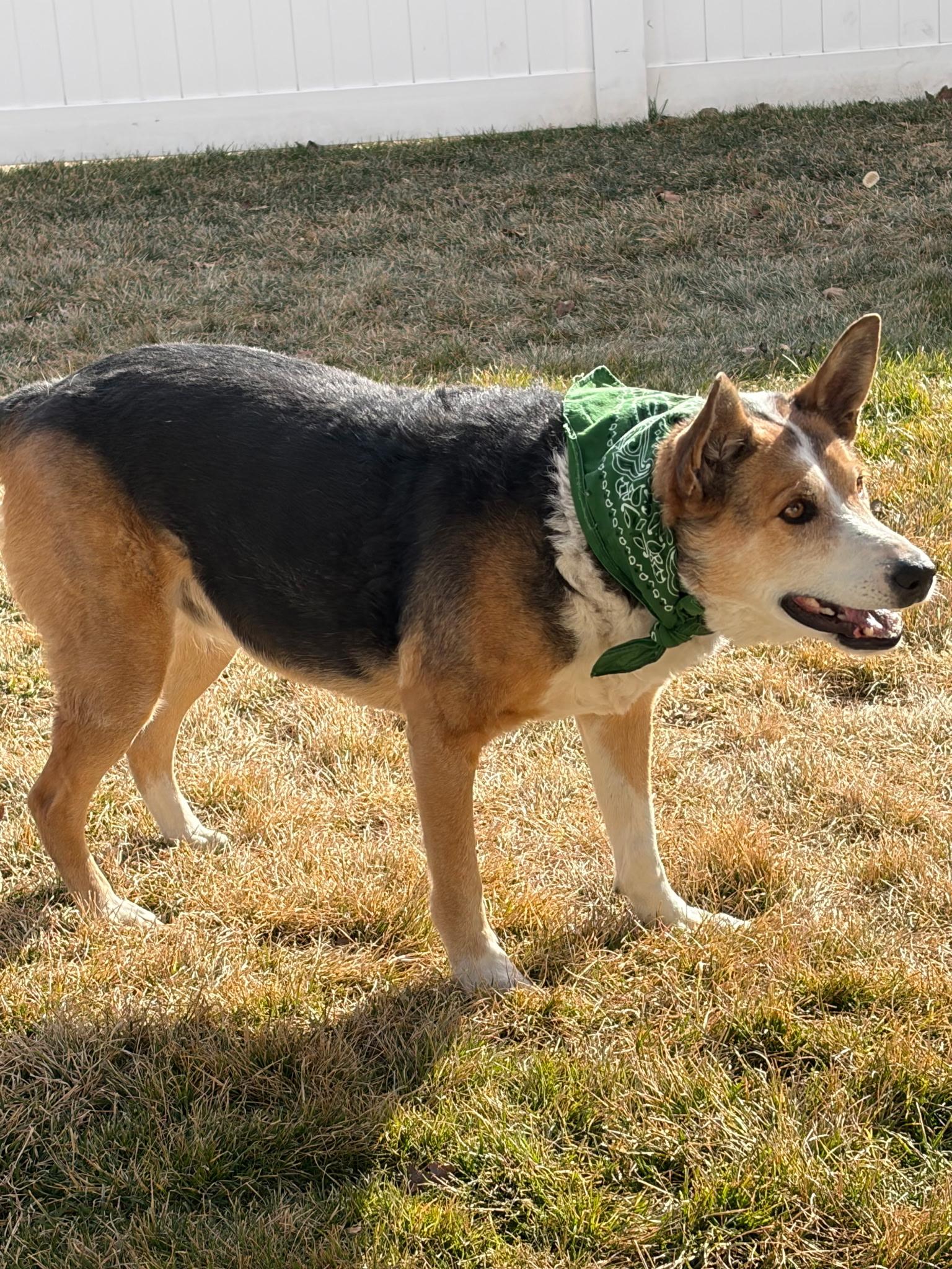 Enlarge Jewel, a ADOPTABLE mixed breed in West Valley, UT image 2/3