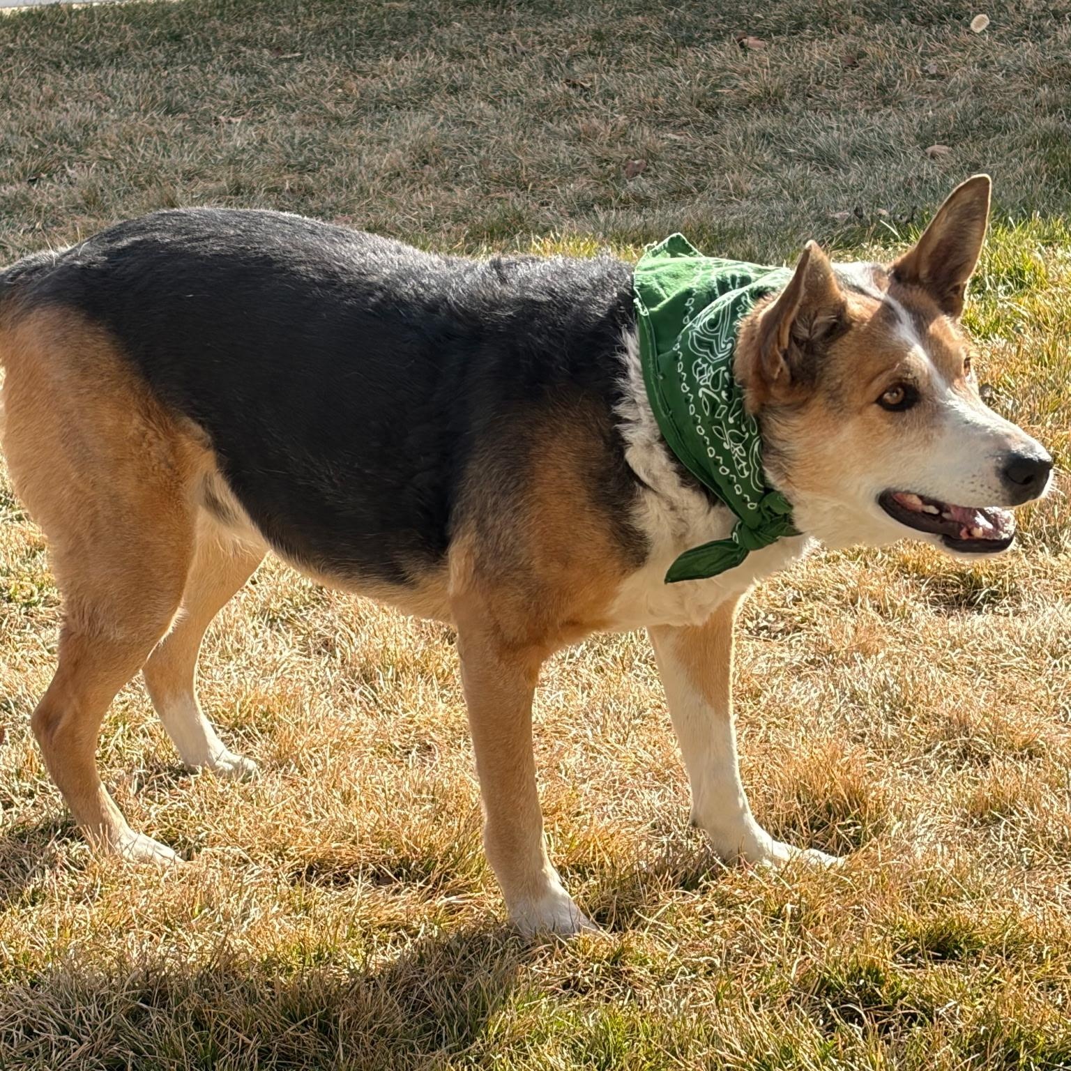 Enlarge Jewel, a ADOPTABLE mixed breed in West Valley, UT image 1/3