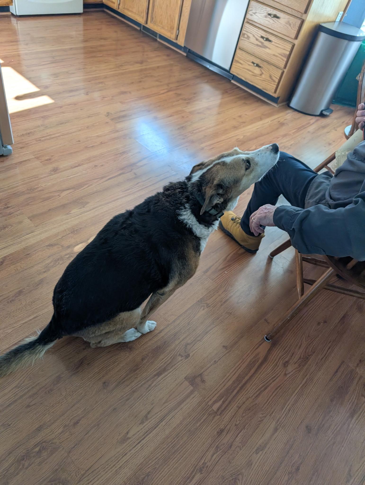 Jewel, ADOPTABLE, Senior Female Yellow Labrador Retriever & German Shepherd Dog.